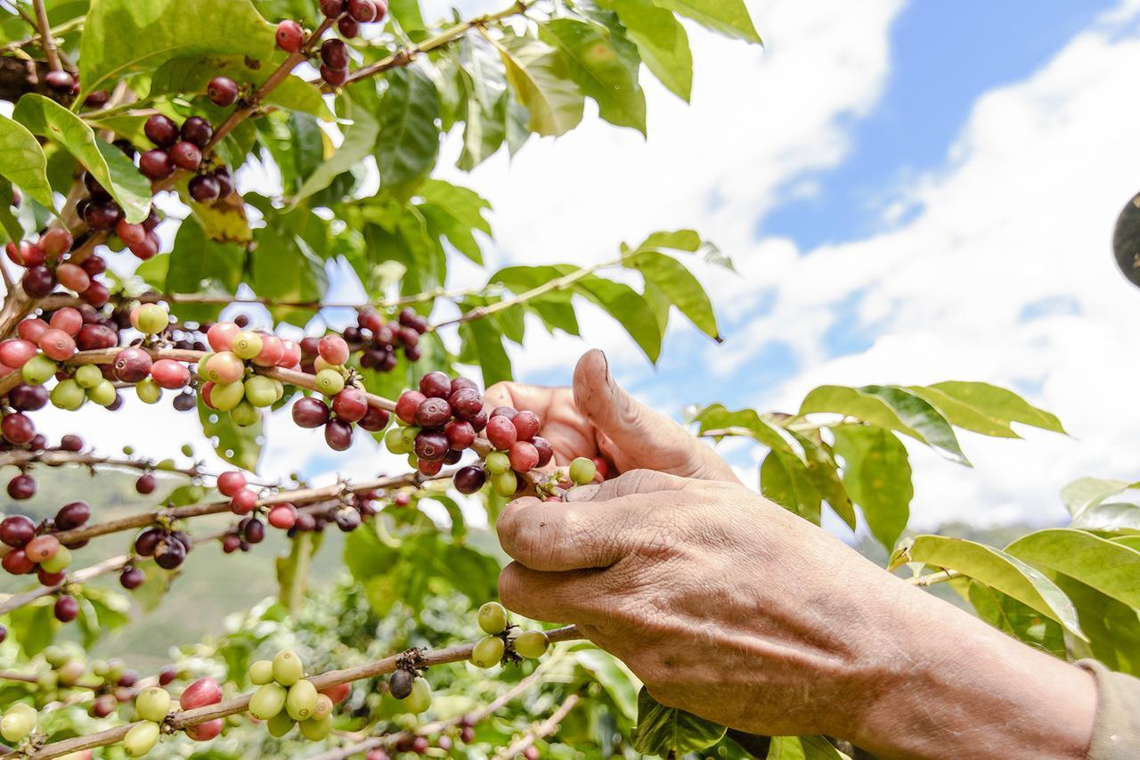 Finca Boutique El Diamante Salgar  Екстер'єр фото